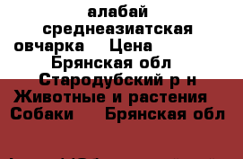 алабай среднеазиатская овчарка  › Цена ­ 11 000 - Брянская обл., Стародубский р-н Животные и растения » Собаки   . Брянская обл.